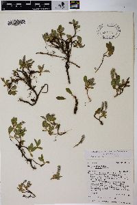 Salix petrophila image