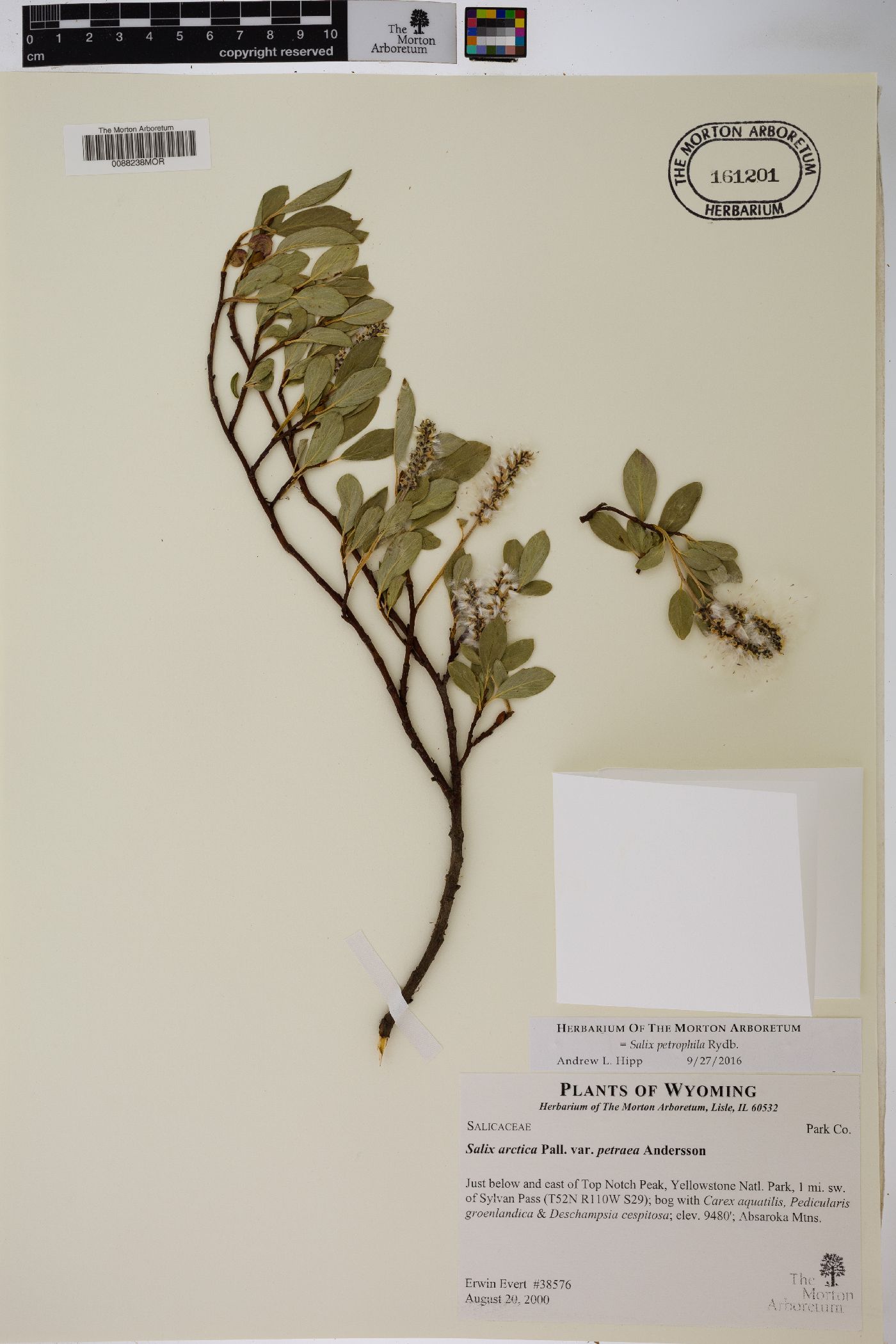 Salix petrophila image