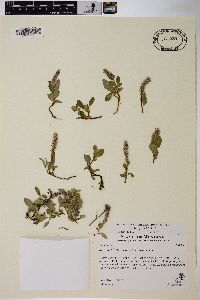 Salix petrophila image