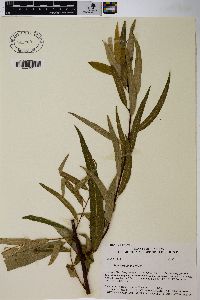 Salix caroliniana image