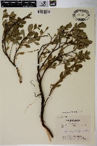 Salix myrtillifolia image