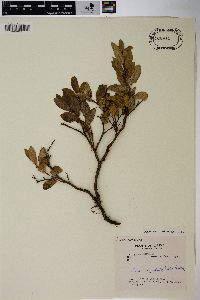 Salix myrtillifolia image