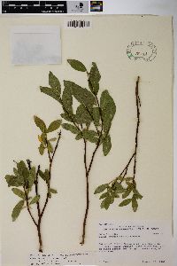 Salix myrtillifolia image