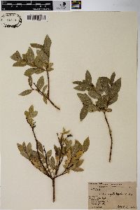 Salix myrtillifolia image