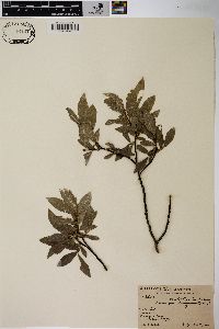 Salix myrtillifolia image