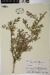 Salix taxifolia image