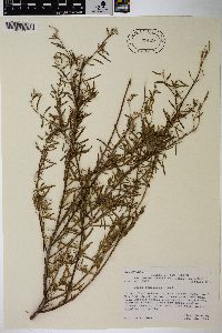 Salix taxifolia image