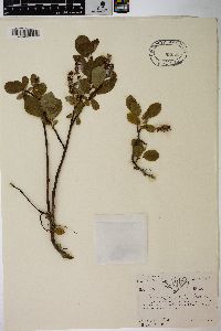 Salix sphenophylla image