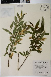 Salix serissima image