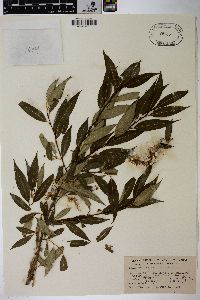 Salix serissima image