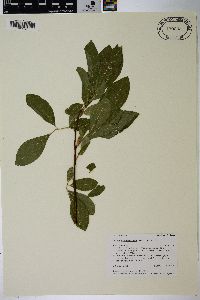 Salix scouleriana image