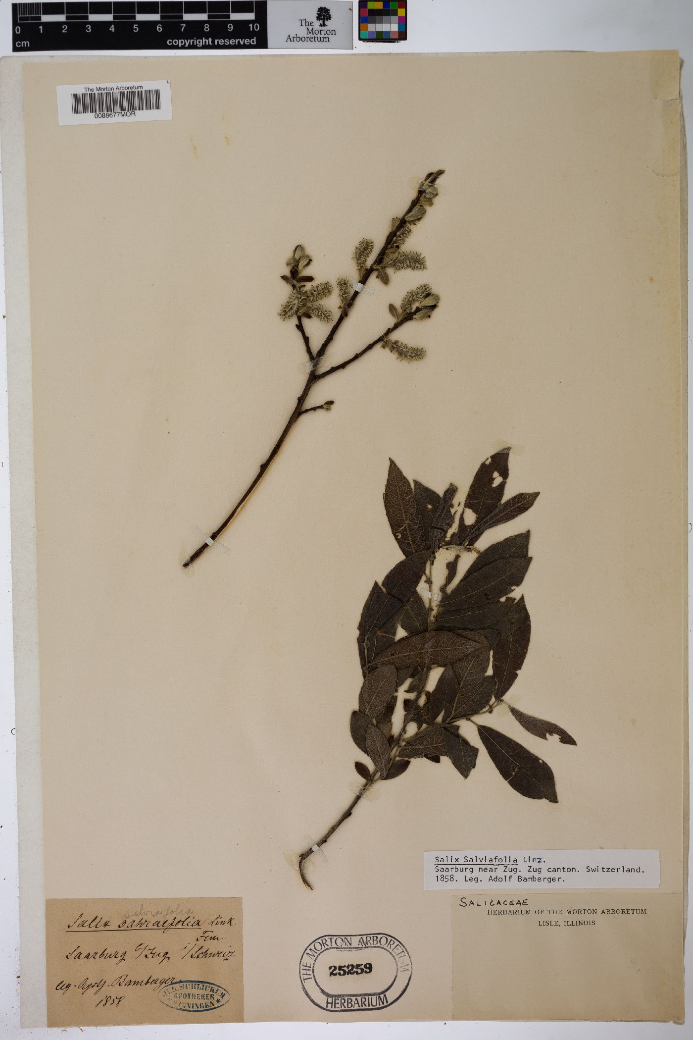 Salix salviifolia image