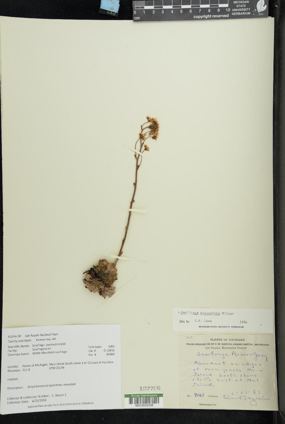 Saxifraga paniculata image