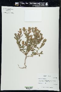 Polygonum achoreum image