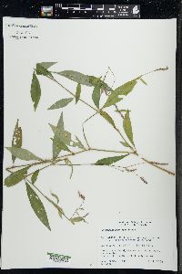 Persicaria longiseta image
