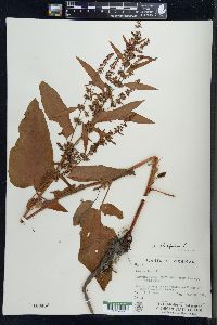 Rumex obtusifolius image