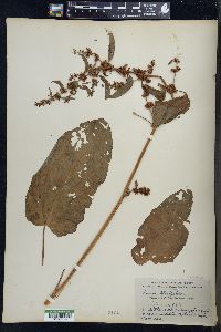 Rumex obtusifolius image