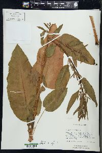 Rumex obtusifolius image