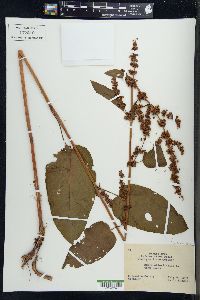 Rumex obtusifolius image