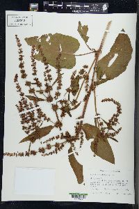 Rumex obtusifolius image