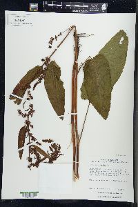 Rumex obtusifolius image