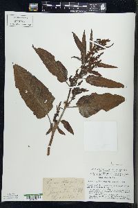 Rumex obtusifolius image