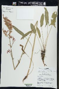 Rumex acetosa image