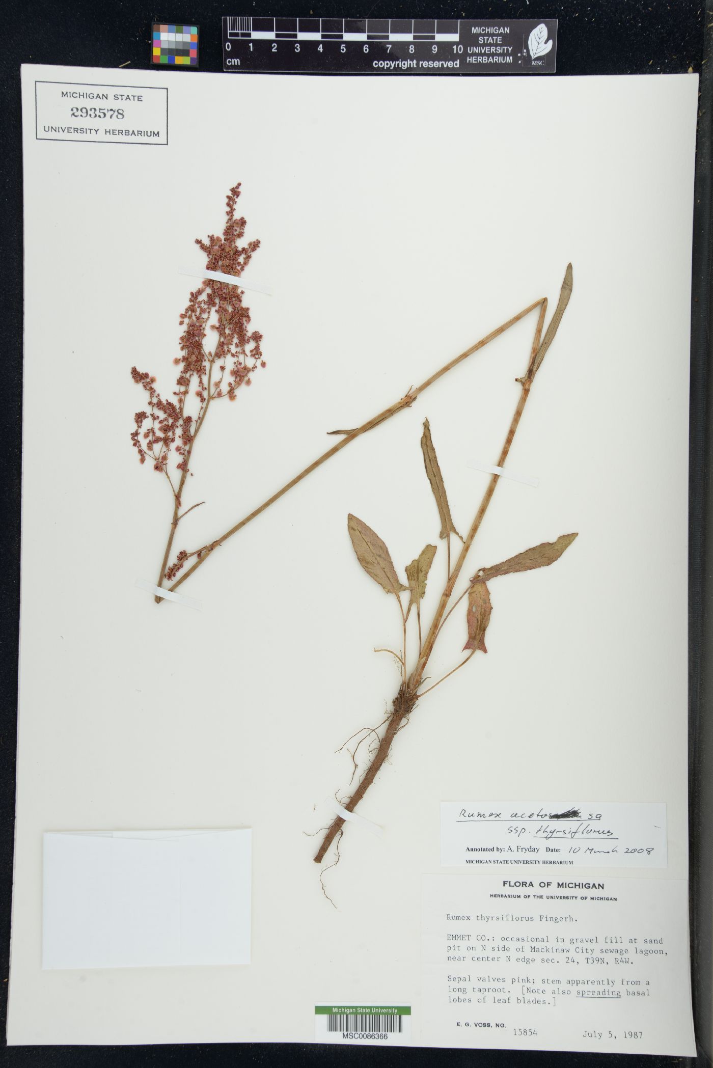 Rumex acetosa subsp. thyrsiflorus image