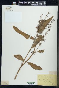 Rumex verticillatus image