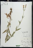 Silene latifolia image