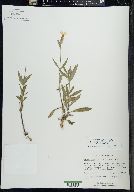 Silene latifolia image