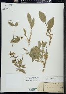 Silene latifolia image