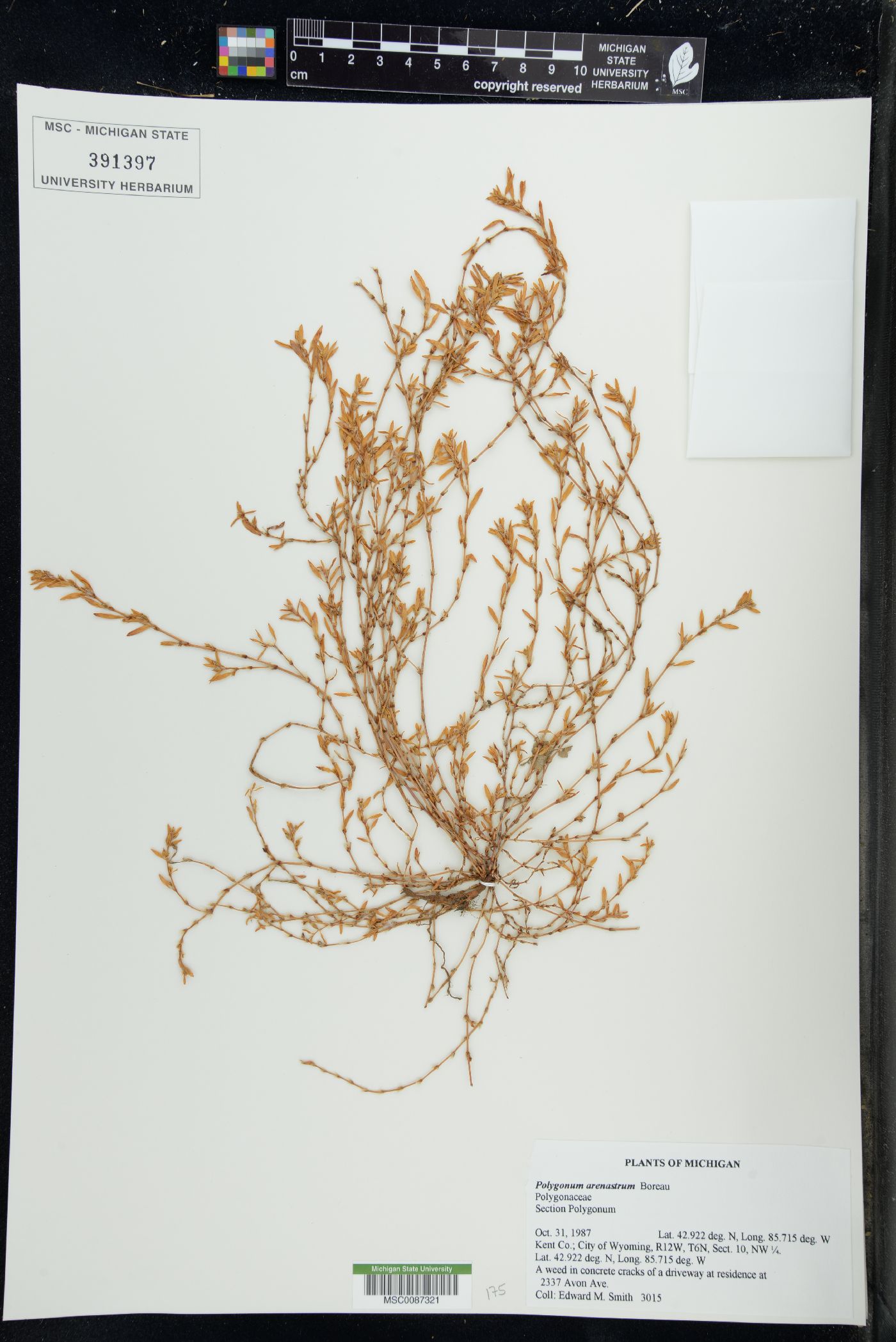 Polygonum arenastrum image