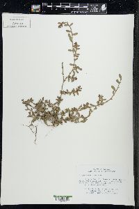 Polygonum aviculare var. buxiforme image