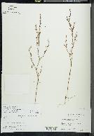 Polygonum douglasii image