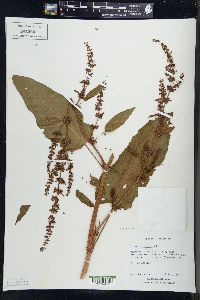 Rumex obtusifolius image