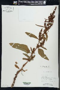 Rumex obtusifolius image