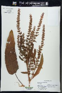 Rumex pratensis image