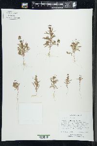 Image of Chenopodium aristatum