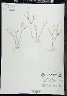 Arenaria serpyllifolia image