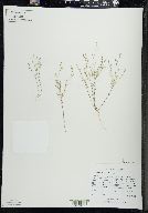 Arenaria serpyllifolia image