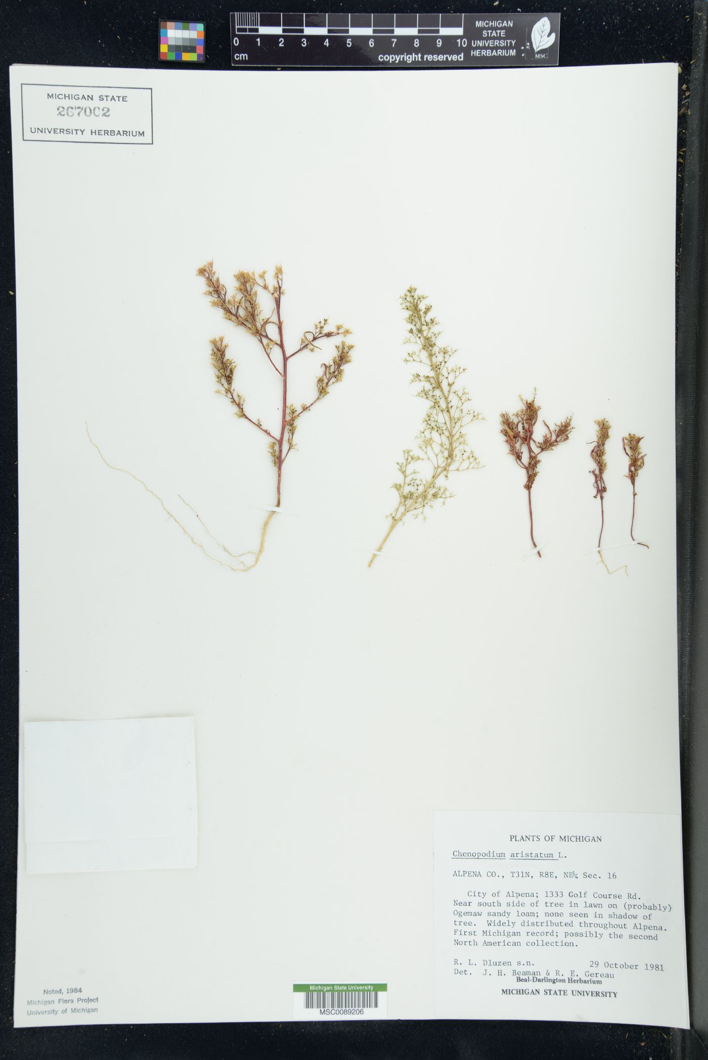 Chenopodium aristatum image
