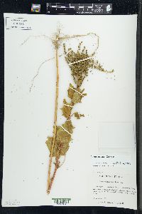 Chenopodiastrum hybridum image