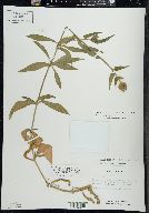 Silene latifolia image