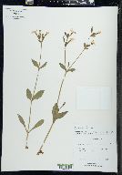 Silene latifolia image