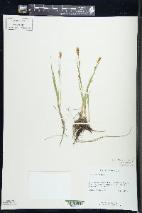 Carex tetanica image