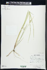 Carex tetanica image