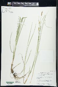 Carex tetanica image