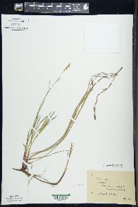 Carex woodii image