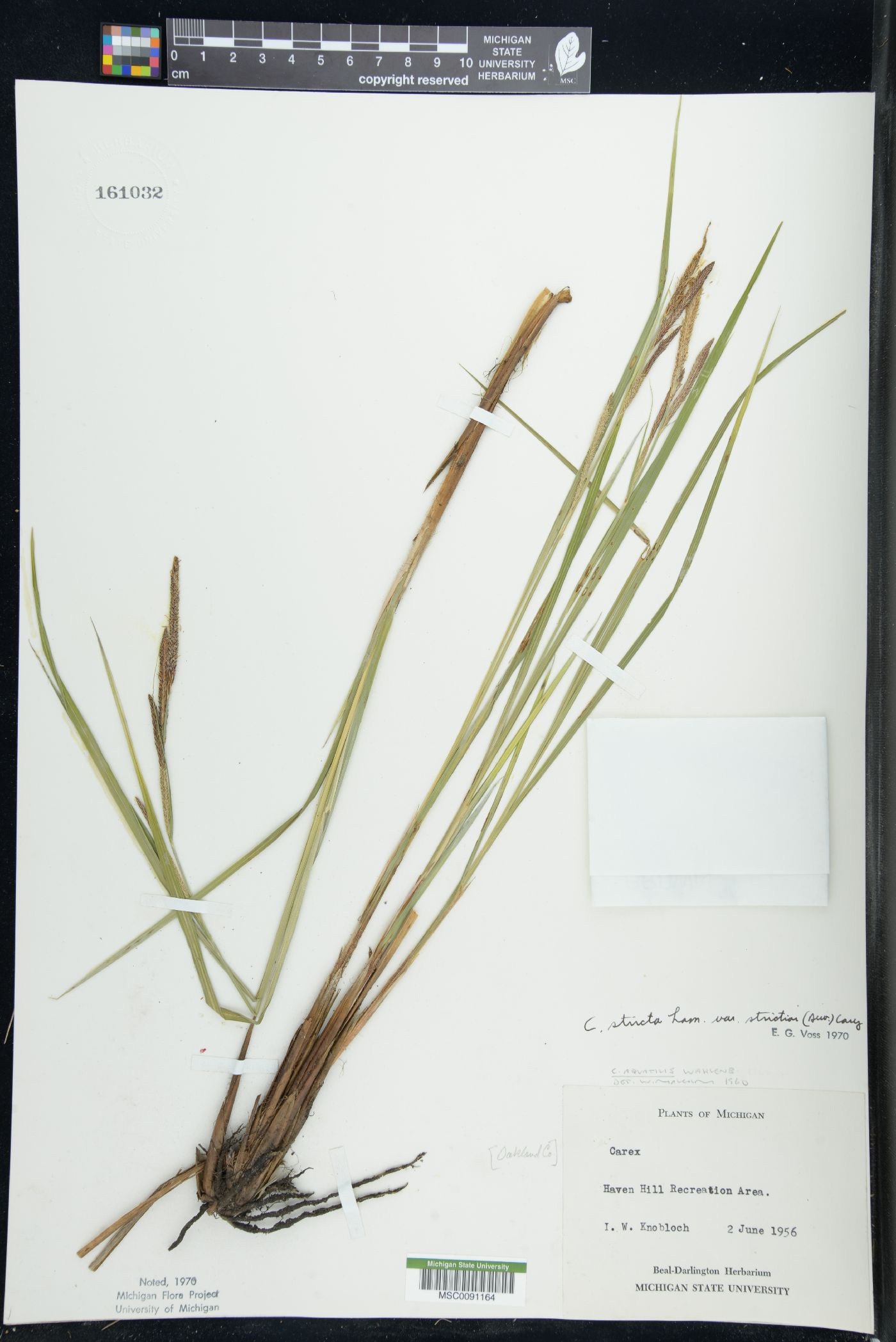Carex stricta var. strictior image